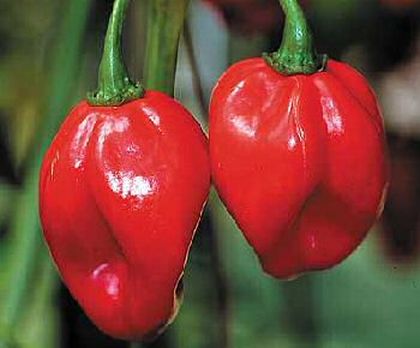 Hottest Pepper in the World